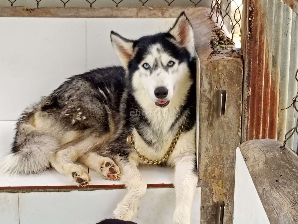 Chó Husky Cái Đen trắng đã sinh sản. Mua bán Chó tại Thành phố Đồng Xoài Bình Phước được đăng bởi Nhân Rottweiler  hình 1