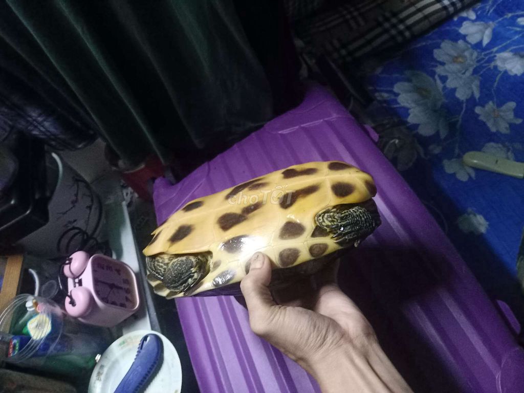 Hết nuôi bán gấp.... về quê