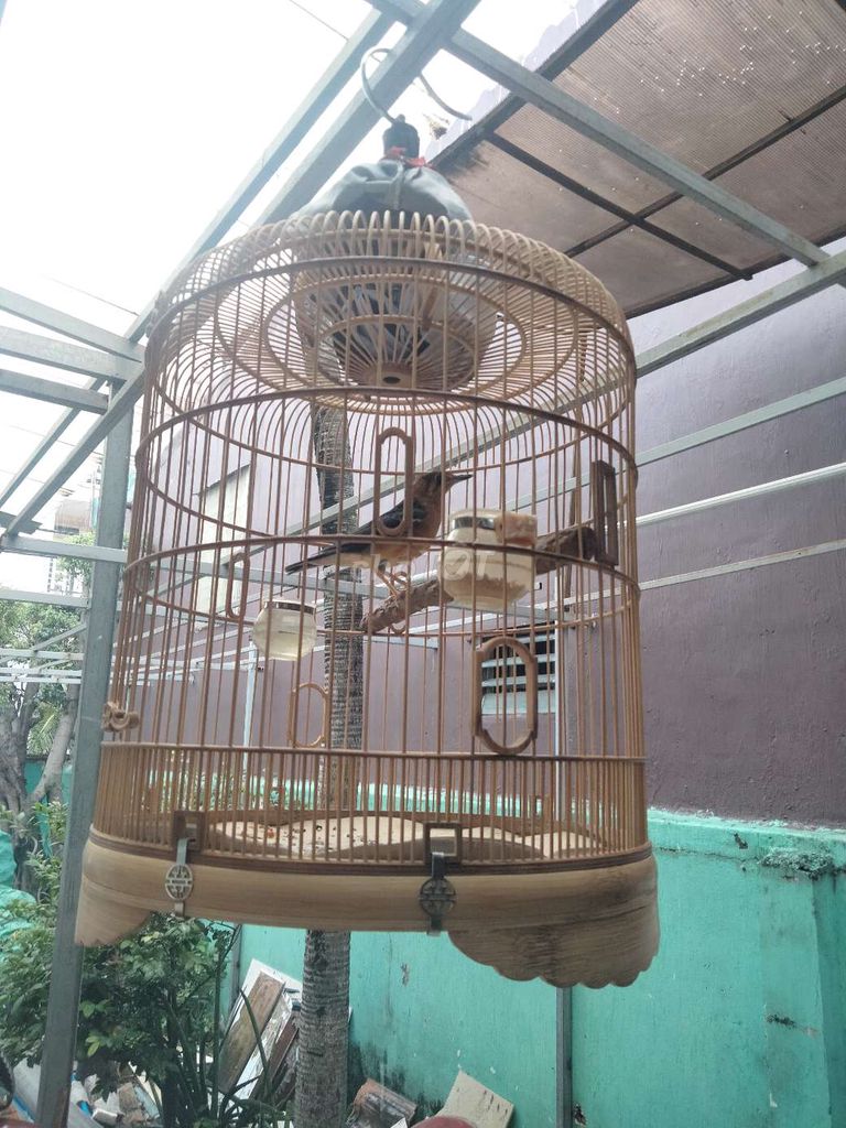 hoét lửa mới xong lông. Mua bán Chim tại Quận Tân Phú Tp Hồ Chí Minh được đăng bởi bi hình 4