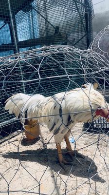 vãy rồng 2k9 tay cục  8tháng. Mua bán Gà tại Huyện Long Thành Đồng Nai được đăng bởi chicken gamefram