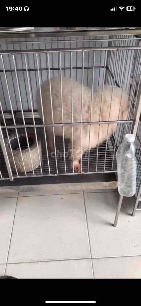 Bán mẹ 1tr700+phối 800+bầu 2triệu tổng 4triệu500. Mua bán Chó tại Quận 8 Tp Hồ Chí Minh được đăng bởi Cửa Hàng Thanh Lý Đồ Cũ Mới hình 6