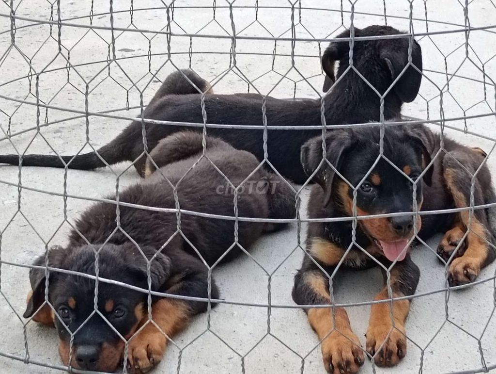 Chó Rottweiler Đen vàng Giữ nhà làm giống. Mua bán Chó tại Huyện Củ Chi Tp Hồ Chí Minh được đăng bởi Nhân Rottweiler  hình 1