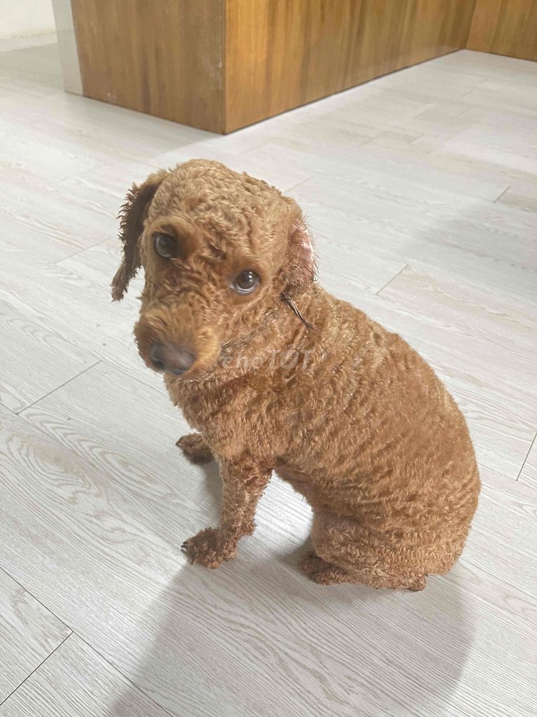 Chó Poodle màu Nâu. Mua bán Chó tại Huyện Xuyên Mộc Bà Rịa - Vũng Tàu được đăng bởi Phạm Tuấn hình 1