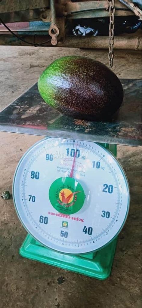 0367026267 - Bơ Thành Bích trái to 1kg/1trái cơm vàng, dẻo