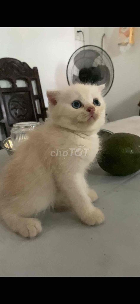Mèo aln xam xanh đực cụp cute. Mua bán Mèo tại Quận Tân Bình Tp Hồ Chí Minh được đăng bởi Hieu Bui hình 1