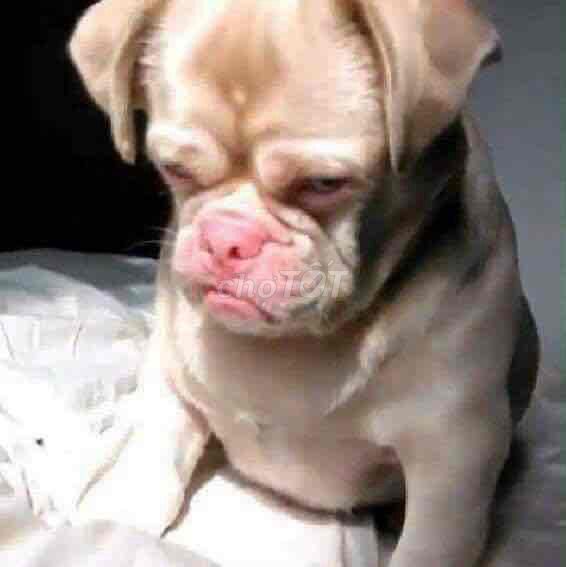 future neo 125 máy rin. Mua bán Xe máy tại Huyện Đại Lộc Quảng Nam được đăng bởi Quoc Tran hình 2