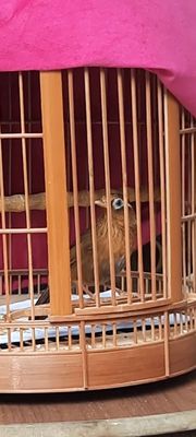 Họa mi mộc già lạng sơn. Mua bán Chim tại Thành phố Biên Hòa Đồng Nai được đăng bởi pi