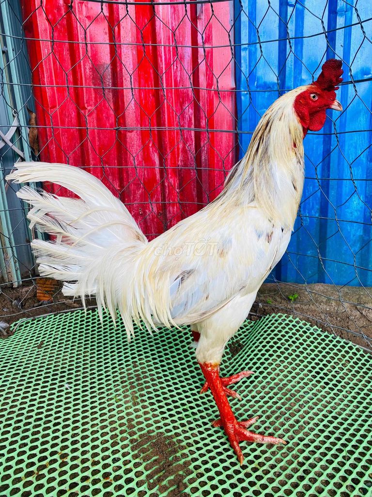 bướm  3kg5  mồng  vua. Mua bán Gà tại Quận Cái Răng Cần Thơ được đăng bởi chicken heniken hình 1