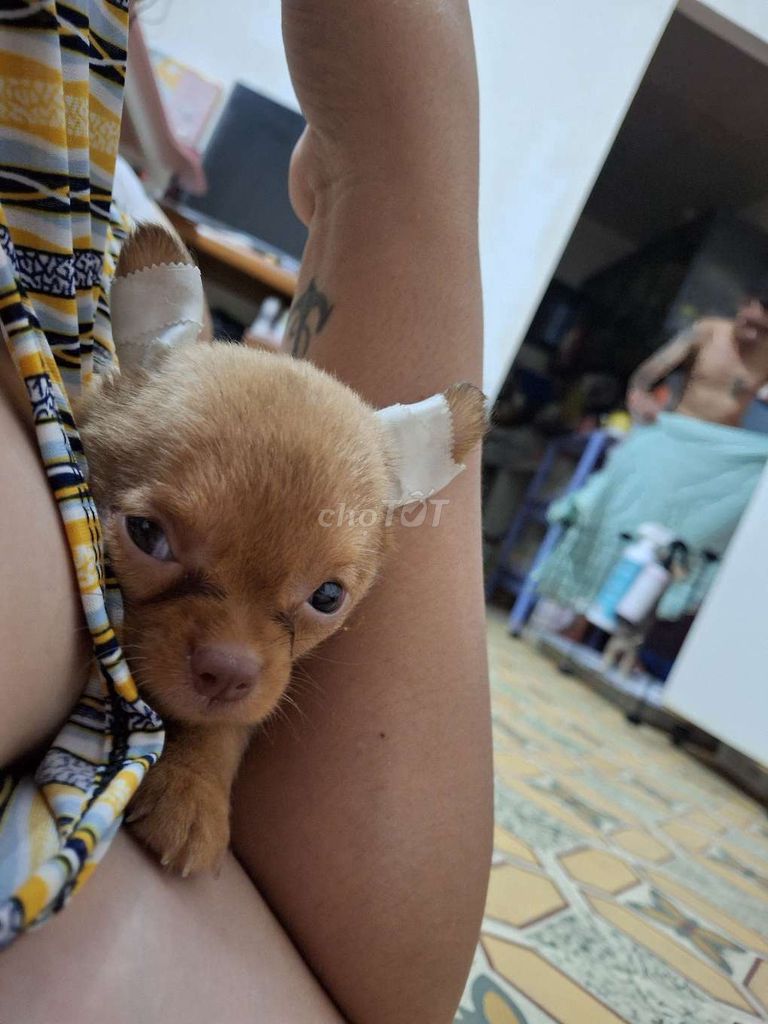 Chihuahua thần chủng 2 tháng chủi. Mua bán Chó tại Quận 1 Tp Hồ Chí Minh được đăng bởi Ân Ân hay thanh lý tất tần tật  hình 5
