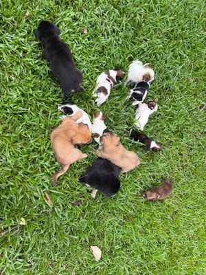 Chó nhật mini 2 tháng dễ thương nhà nuôi