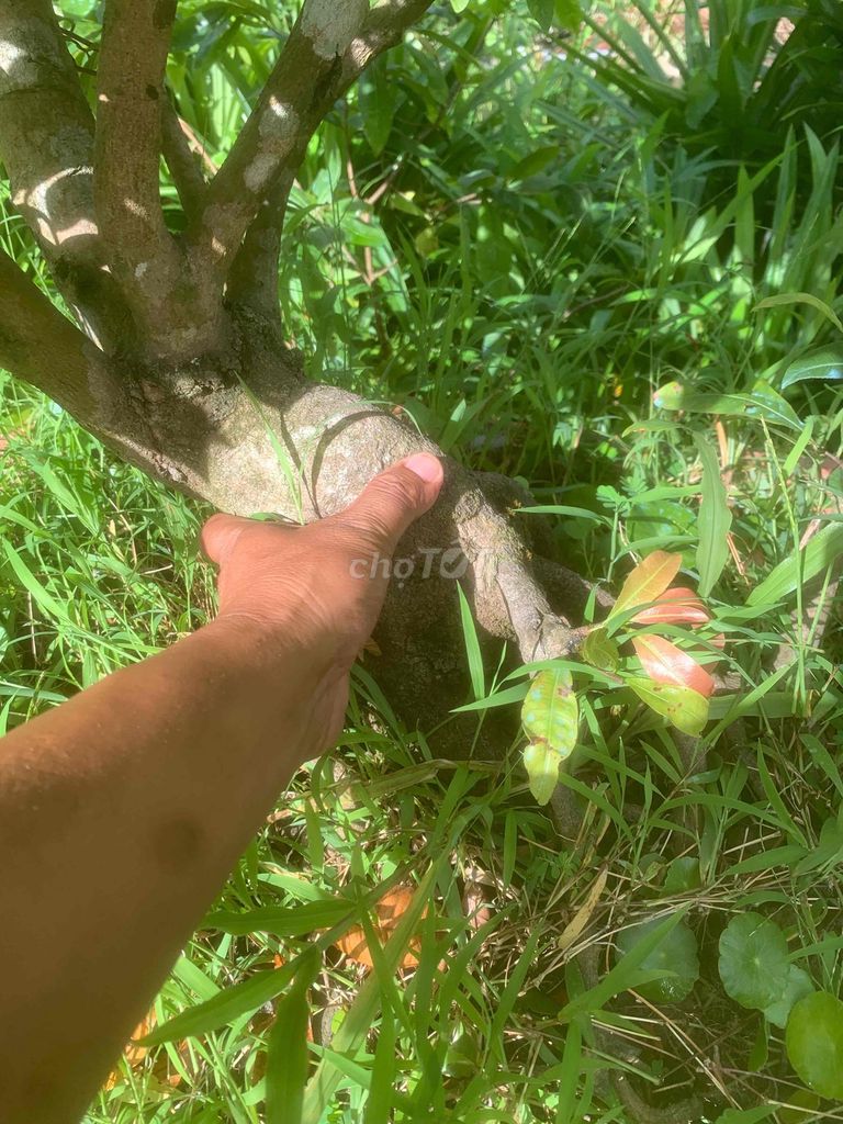 Mai vàng 4 cây đế hình thú. Mua bán Cây cảnh, đồ trang trí tại Quận Bình Thuỷ Cần Thơ được đăng bởi Văn Huynh hình 1