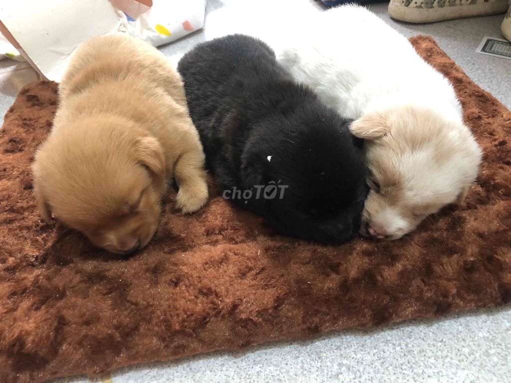 chó con. Mua bán Chó tại Quận Ninh Kiều Cần Thơ được đăng bởi nguyễn mạnh khang hình 1