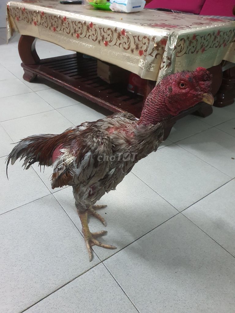Gà chọi 3.3kg. Mua bán Gà tại Quận Hải Châu Đà Nẵng được đăng bởi Khánh Trang hình 1
