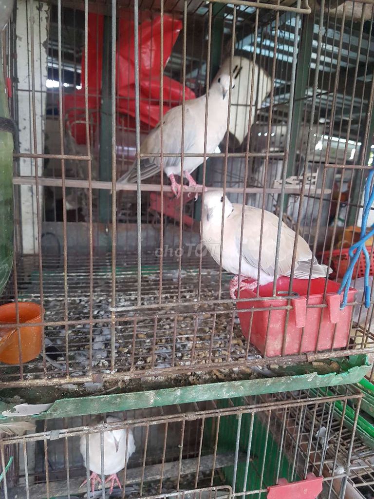 chim cu pháp. Mua bán Chim tại Quận 4 Tp Hồ Chí Minh được đăng bởi Đình Lan Trịnh hình 1
