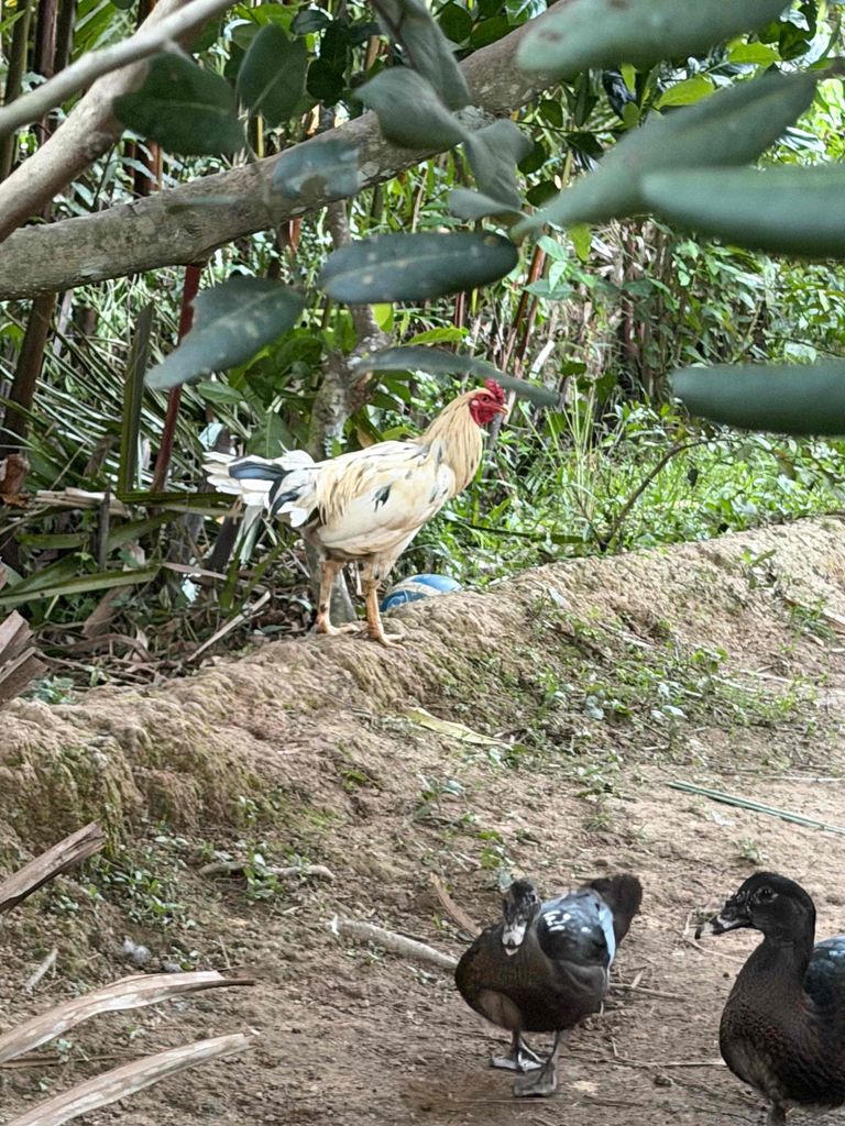 Gà trống 3kg đực màu trắng. Mua bán Gà tại Huyện Châu Thành Bến Tre được đăng bởi nobi ròm hình 1