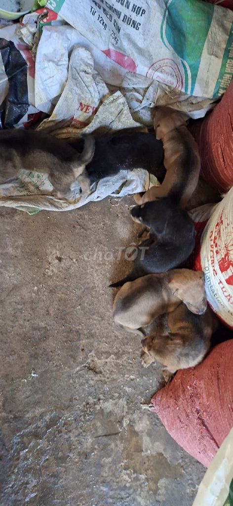Chó con màu Đen, Nâu. Mua bán Chó tại Huyện Châu Thành Bến Tre được đăng bởi Ngoi hình 1