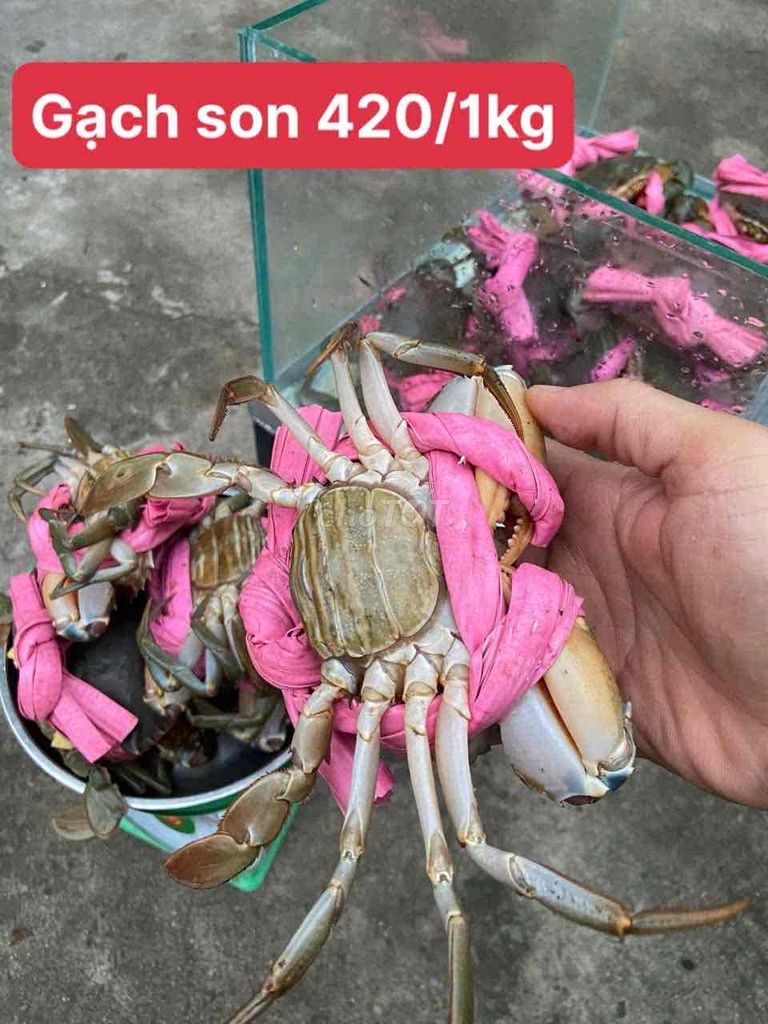 CUA CÀ MAU. Mua bán Đồ ăn, thực phẩm và các loại khác tại Quận 7 Tp Hồ Chí Minh được đăng bởi Trung hình 2