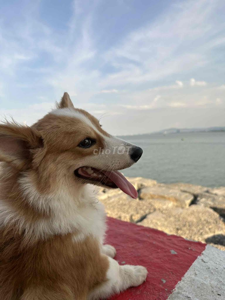 Chó Corgi 5 tháng. Mua bán Chó tại Quận Thanh Khê Đà Nẵng được đăng bởi Nguyễn Tĩnh hình 1