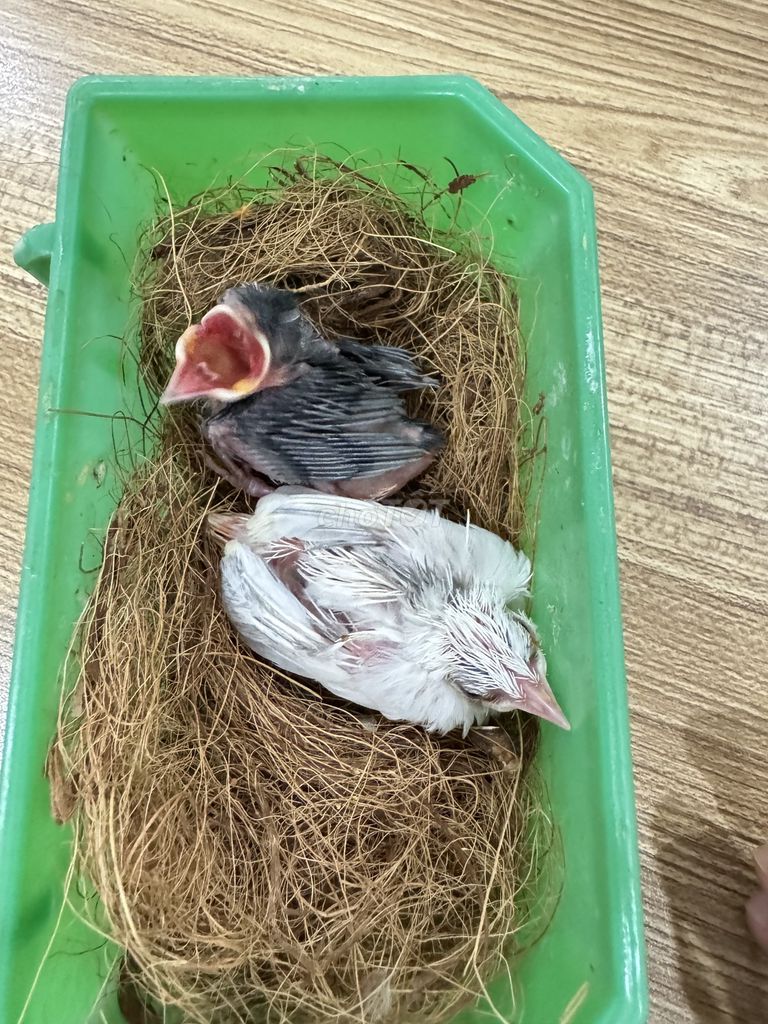 Cặp chào mào non, rẻ bèo nhất SG. Mua bán Chim tại Quận Tân Bình Tp Hồ Chí Minh được đăng bởi Tú hình 1