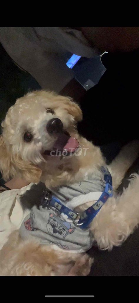 Chó poodle Vàng kem. Mua bán Chó tại Huyện Thanh Trì Hà Nội được đăng bởi Nguyễn Thị Tâm hình 1
