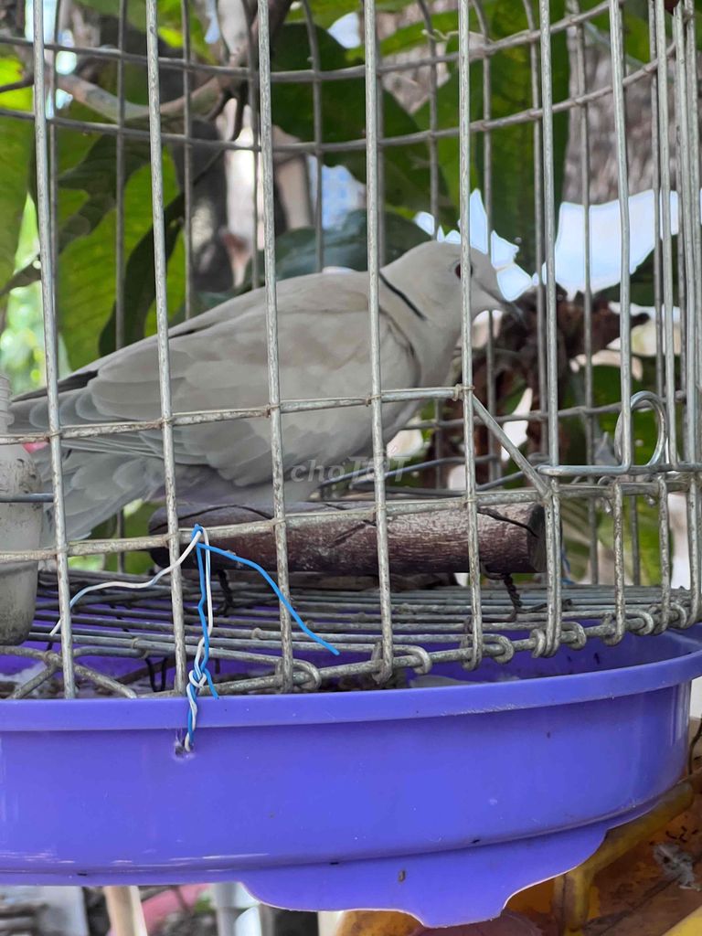 Chim Cu pháp Xám có cườm gáy. Mua bán Chim tại Quận Cái Răng Cần Thơ được đăng bởi sang nguyễn  hình 1