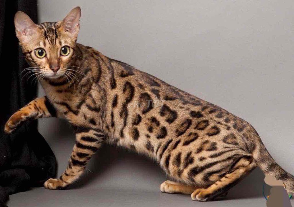 mèo Bengal