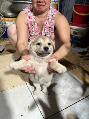 Chó con lai mẹ phốc nhật bố chó ta. Mua bán Chó tại Huyện Thanh Trì Hà Nội được đăng bởi Đỗ Hoà