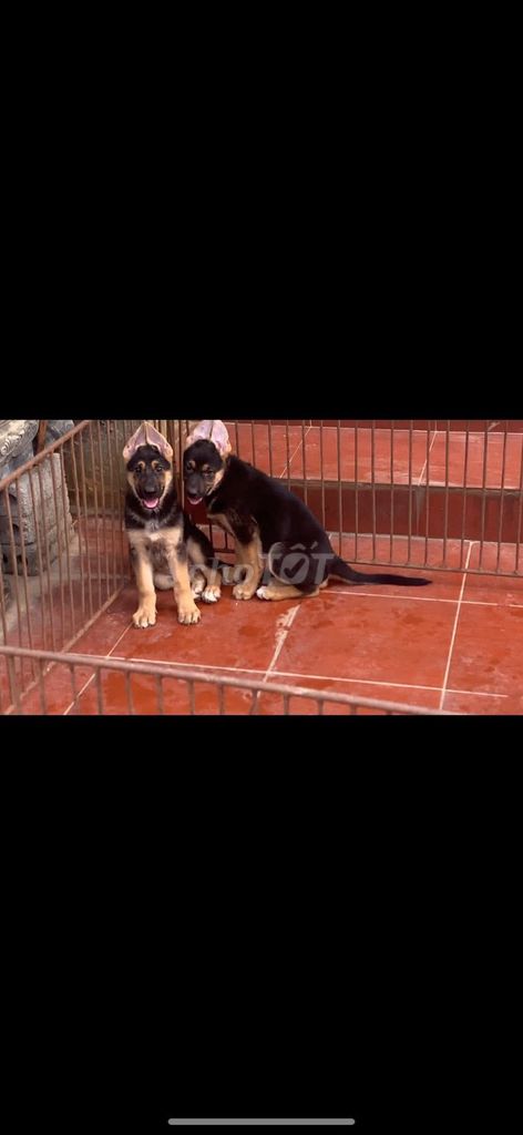 Chó Becgie con Đen vàng. Mua bán Chó tại Huyện Bình Chánh Tp Hồ Chí Minh được đăng bởi Trường Bùi nguyên hình 1