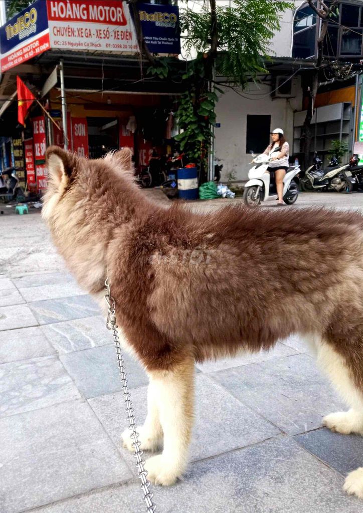 Tìm sen mới cho cún. Mua bán Chó tại Quận Cầu Giấy Hà Nội được đăng bởi Tuấn Anh hình 4