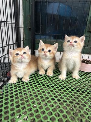 Sale luôn cho em gái golden ny12 cuối đàn. Mua bán Mèo tại Quận 11 Tp Hồ Chí Minh được đăng bởi Ngọc Ngọc Meow