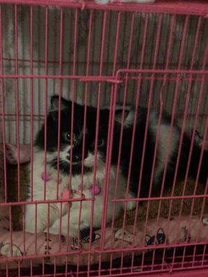 Mèo Anh lông dài Cái Đen trắng 5 tháng