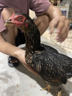 gà mái tre lai chọi. Mua bán Gà tại Huyện Đông Anh Hà Nội được đăng bởi Nguyễn Văn Tuấn