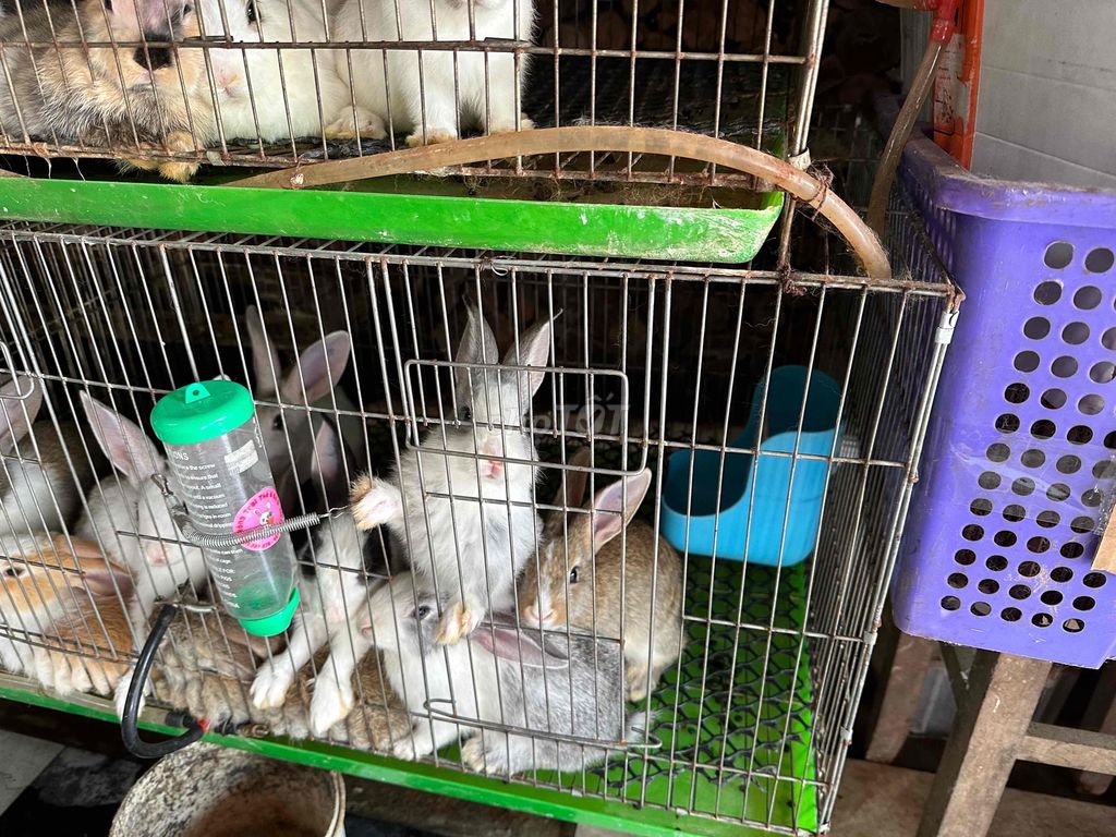 Thỏ nhiều màu đẹp BÁN XUYÊN TẾT. Mua bán Thú cưng khác tại Quận Bình Thạnh Tp Hồ Chí Minh được đăng bởi Nông trại thỏ và bọ hình 1