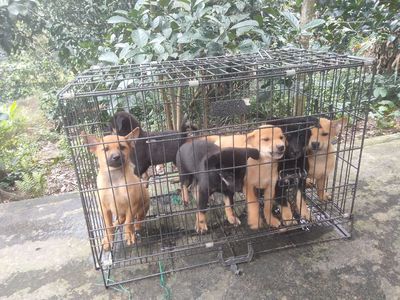 Cần tìm chủ cho 6 em chó cỏ. Mua bán Chó tại Quận Liên Chiểu Đà Nẵng được đăng bởi Đức Huy