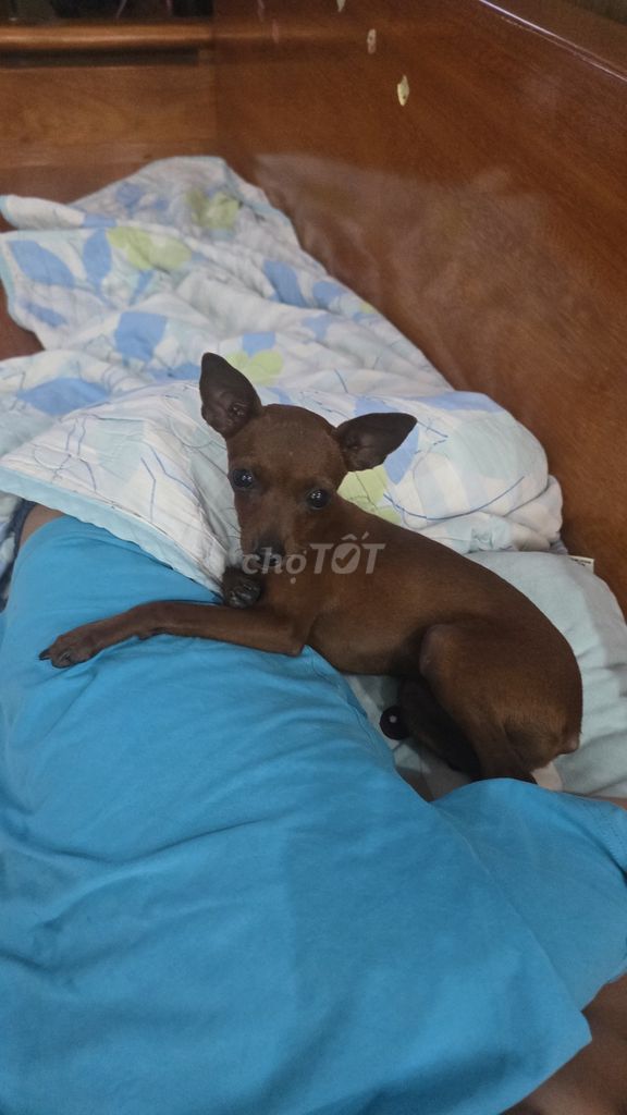 Chó Chihuahua nâu 3 tháng tuổi. Mua bán Chó tại Huyện Long Điền Bà Rịa - Vũng Tàu được đăng bởi Tài hình 1