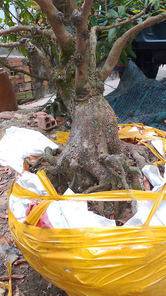 Mai vàng Hoành 50 Tết. Mua bán Cây cảnh, đồ trang trí tại Huyện Mang Thít Vĩnh Long được đăng bởi Xuyến phan hình 1