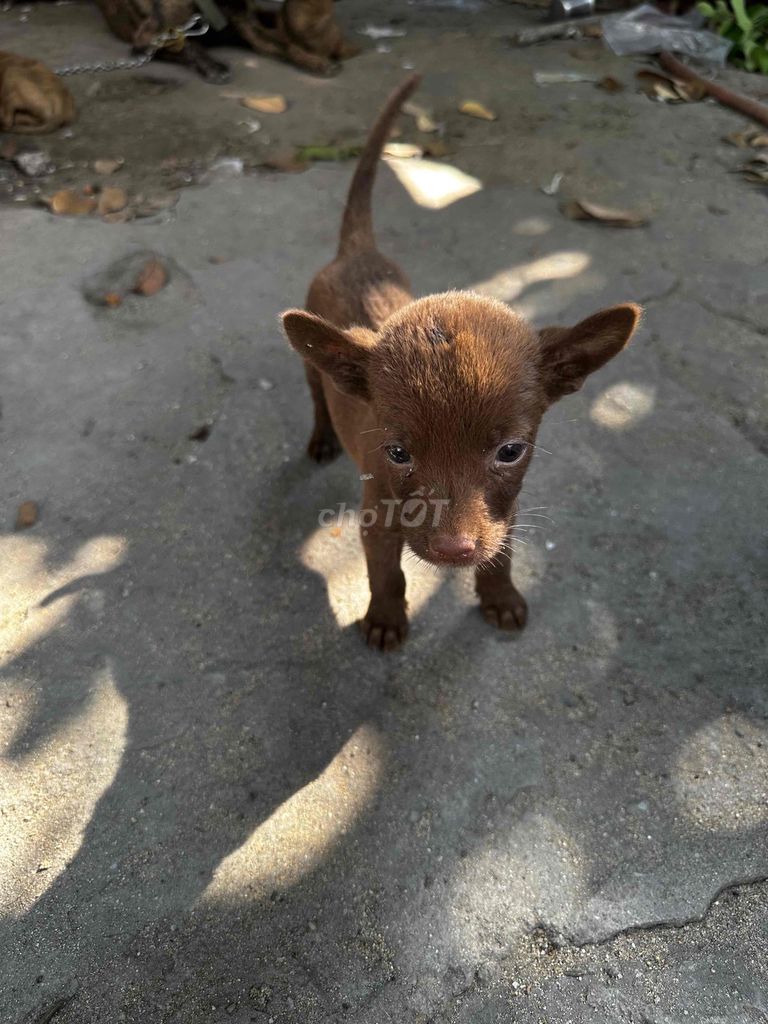 Chó Bẹc rê lai Phú Quốc. Mua bán Chó tại Huyện Hóc Môn Tp Hồ Chí Minh được đăng bởi Trang Huỳnh Bửu Châu hình 1