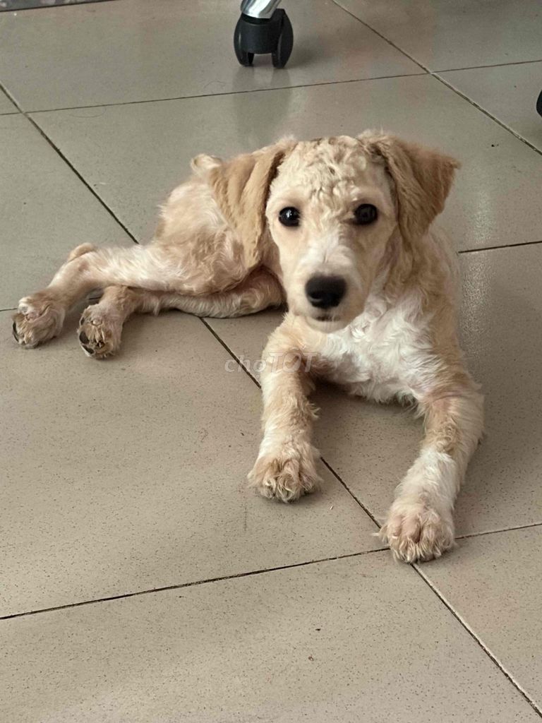 Chó Poodle vàng kem 6 tháng. Mua bán Chó tại Quận Sơn Trà Đà Nẵng được đăng bởi Huynh phuong uyen hình 1