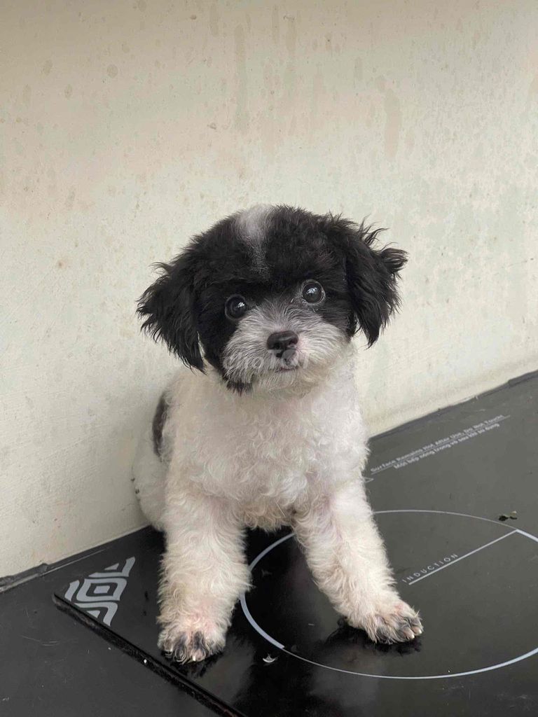 Chó Poodle tiny đen trắng 6 tháng. Mua bán Chó tại Huyện Hoài Đức Hà Nội được đăng bởi Bi Nguyễn  hình 1