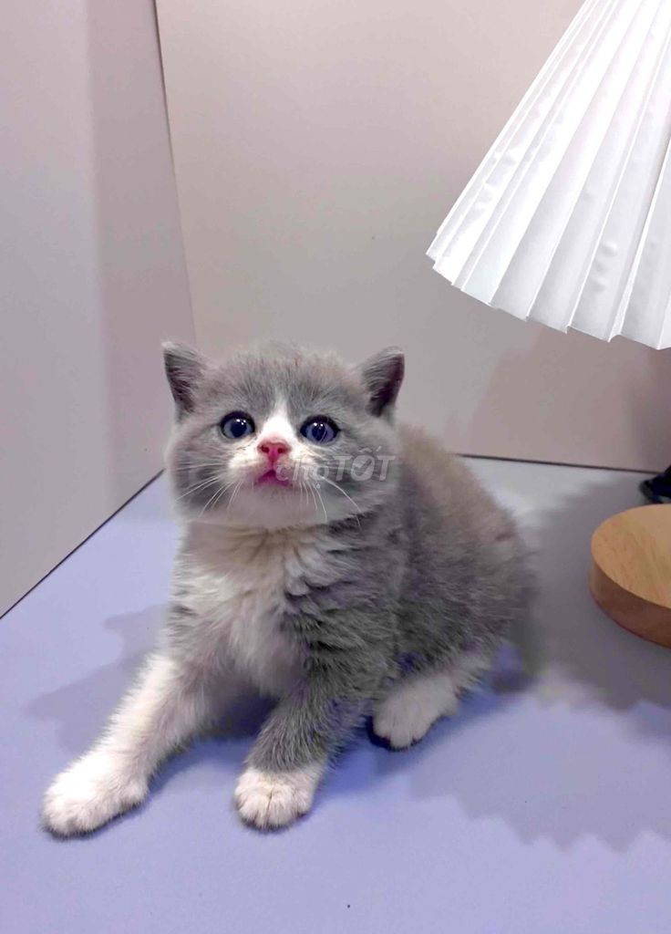 Mèo Bicolor Đực lông ngắn. Mua bán Mèo tại Huyện Châu Đức Bà Rịa - Vũng Tàu được đăng bởi Thùy Dương hình 1