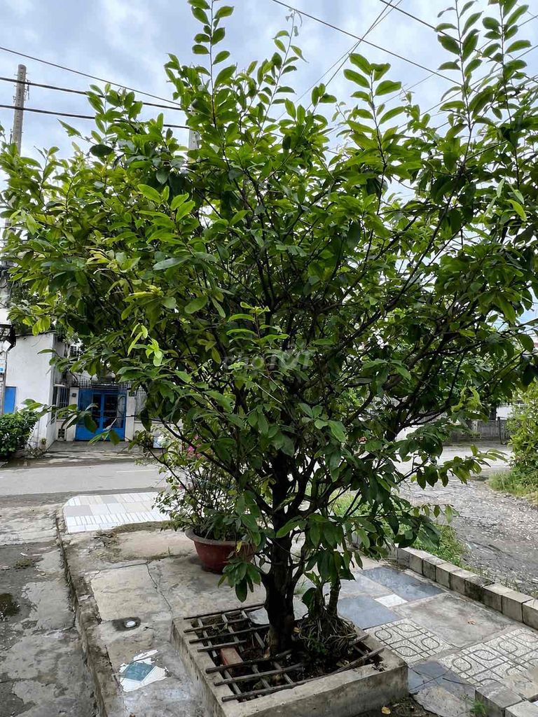 Mai cảnh quan đẹp. Mua bán Cây cảnh, đồ trang trí tại Quận 8 Tp Hồ Chí Minh được đăng bởi Tú An hình 1