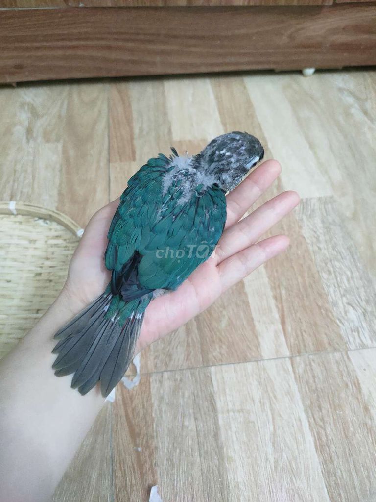 Chim chào mào non trống 2 tháng đã tiêm. Mua bán Chim tại Quận Hai Bà Trưng Hà Nội được đăng bởi Shop chim cảnh hình 1