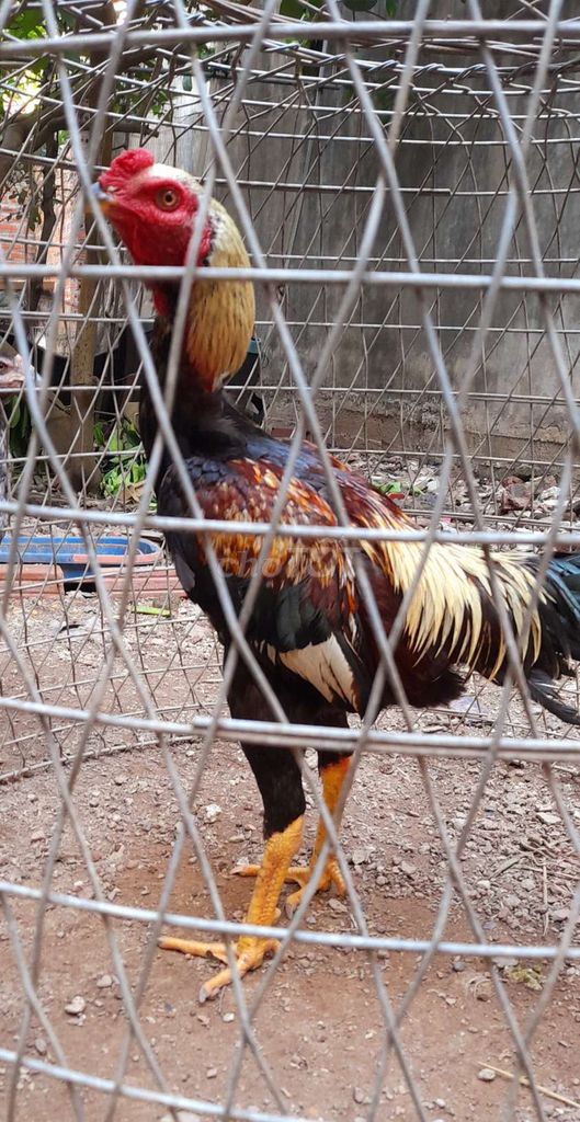 Gà chọi Chuối 2.9kg chân vàng gà tơ. Mua bán Gà tại Huyện Sóc Sơn Hà Nội được đăng bởi nguyen luan hình 1