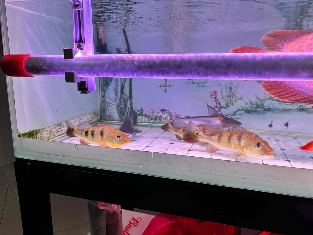 bầy 6 Hoàng Bảo Yến size 2x. Mua bán Thú cưng khác tại Quận 10 Tp Hồ Chí Minh được đăng bởi Minh khoa hình 1