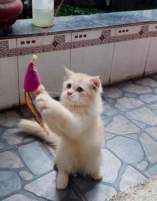 Mèo Anh lông dài xù xinh xắn