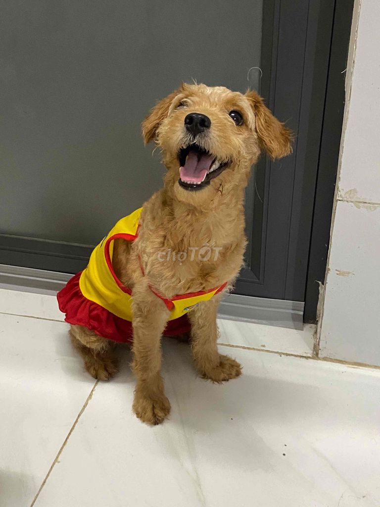 Chó Poodle đực Nâu 5-6kg. Mua bán Chó tại Quận Ngũ Hành Sơn Đà Nẵng được đăng bởi Nguyễn Nam hình 1