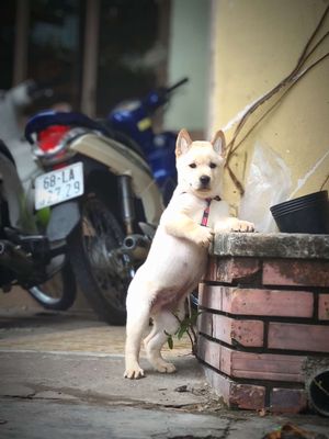 Chó Mông Cộc Trắng Kem, Lưỡi Đốm Nhiều Chuẩn Giống. Mua bán Chó tại Quận Gò Vấp Tp Hồ Chí Minh được đăng bởi Shop SH Và Chó Cộc Sài Gòn