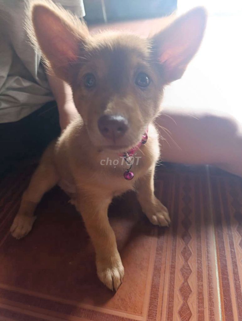 Chó cỏ 3 tháng tuổi Nâu vàng. Mua bán Chó tại Huyện Trảng Bom Đồng Nai được đăng bởi Yến Như hình 1