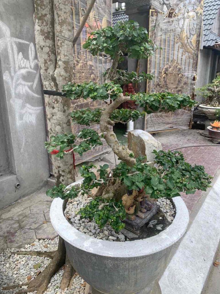 Cây cảnh Duối cổ Uốn bonsai. Mua bán Cây cảnh, đồ trang trí tại Quận Kiến An Hải Phòng được đăng bởi duong hình 1