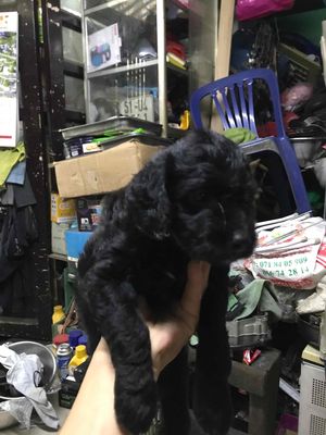 Bán chó Poodle lai. Mua bán Chó tại Quận Tân Phú Tp Hồ Chí Minh được đăng bởi Nguyễn Quang Linh
